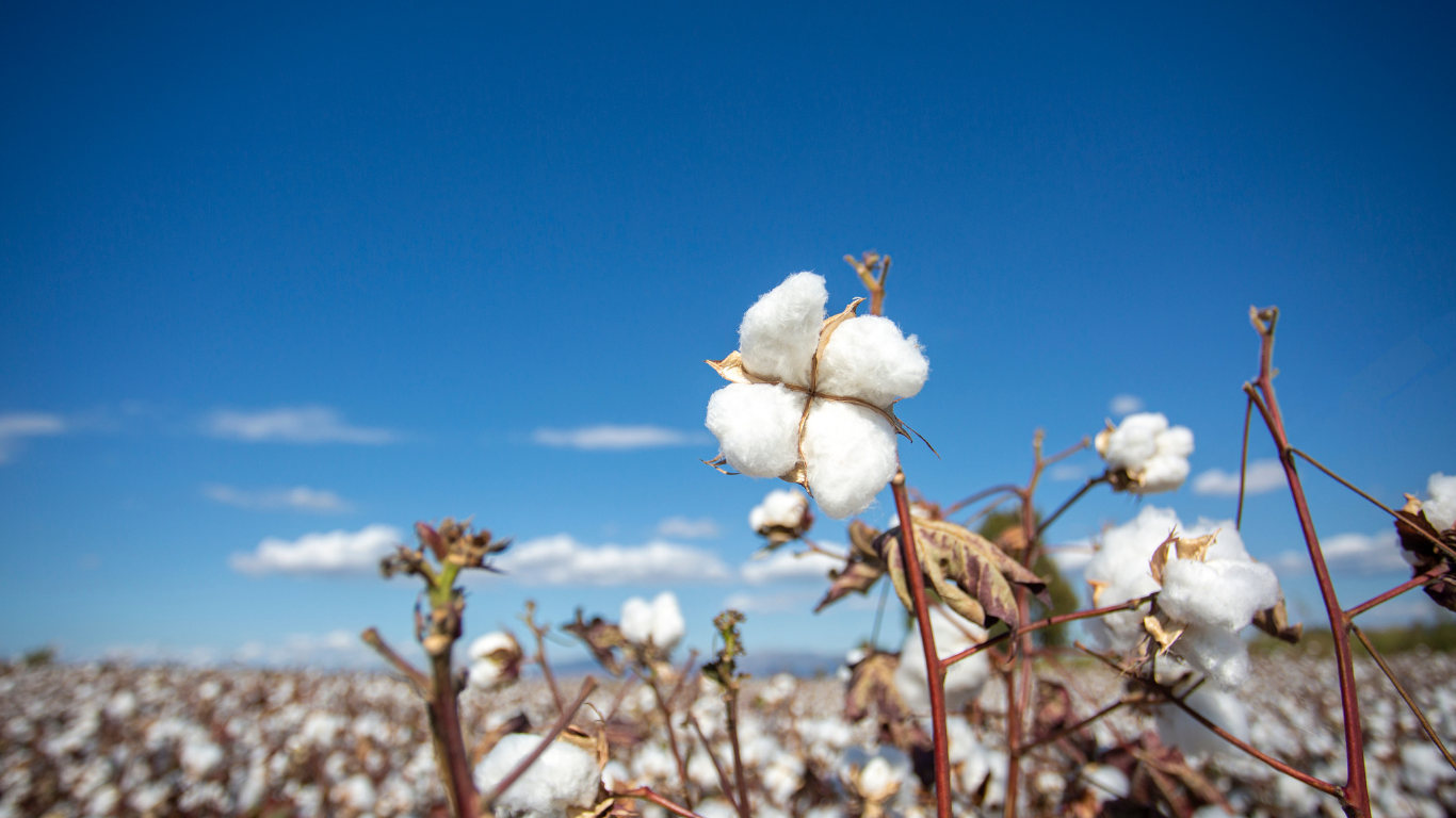 Why GOTS Certification Matters: The Gold Standard for Organic