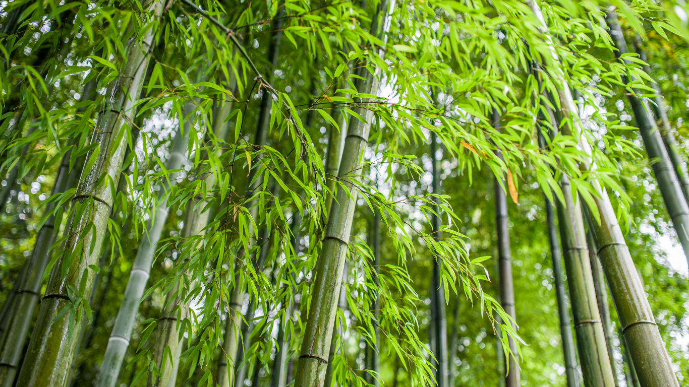 The Surprising Truth About Bamboo Fabric